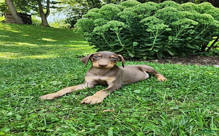 Doberman Pinscher dogs for sale - Ad 3