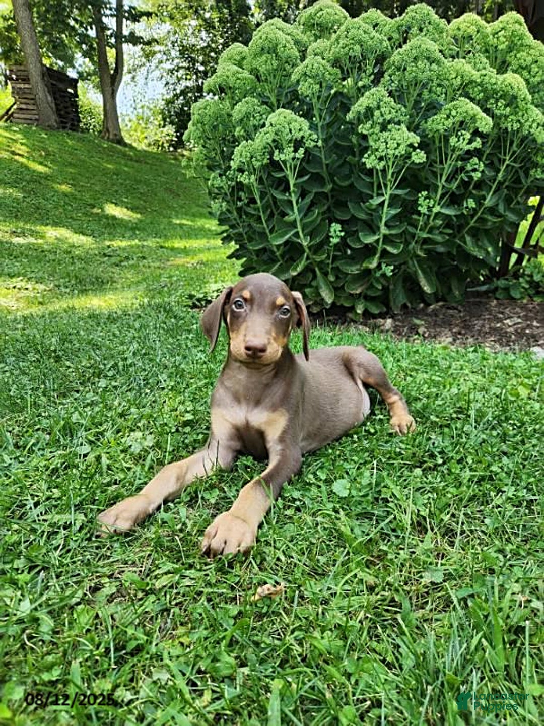 Doberman Pinscher dogs for sale: Dozer - Image 1