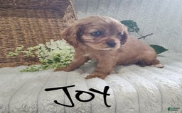 Cavalier King Charles Spaniel dogs for sale: Joy - Image 12