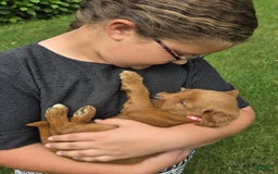 Goldendoodle dogs for sale: Rosie - Image 10