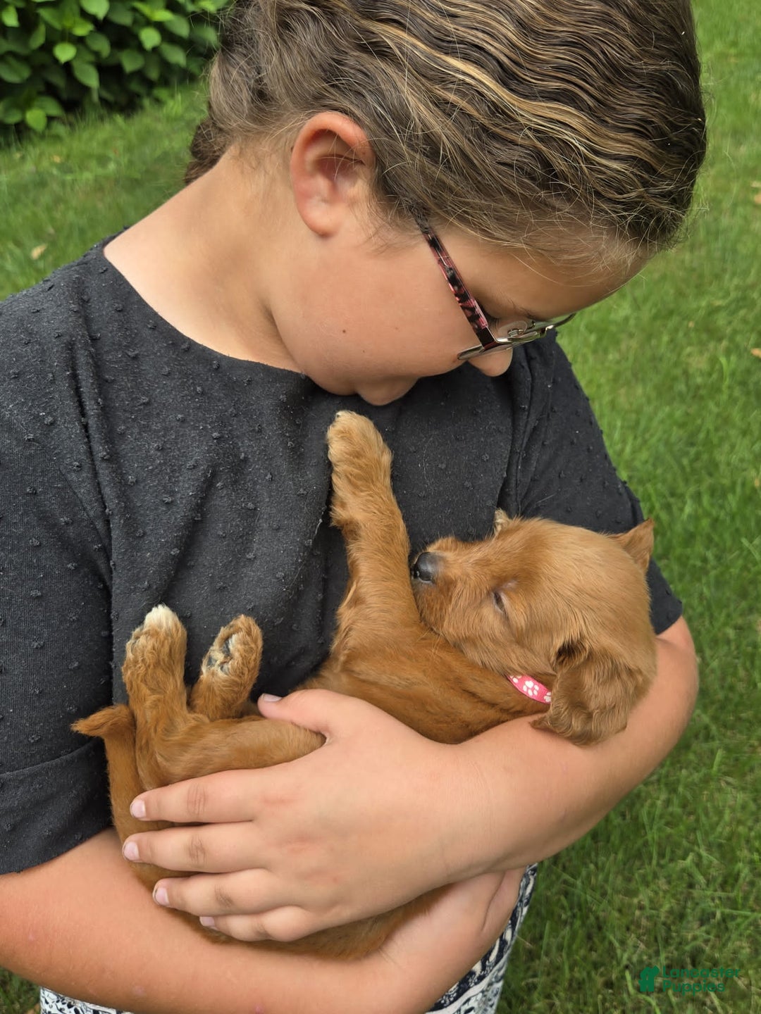 Goldendoodle dogs for sale: Rosie - Image 10