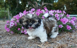 Shih Tzu dogs for sale: Rocky - Image 4