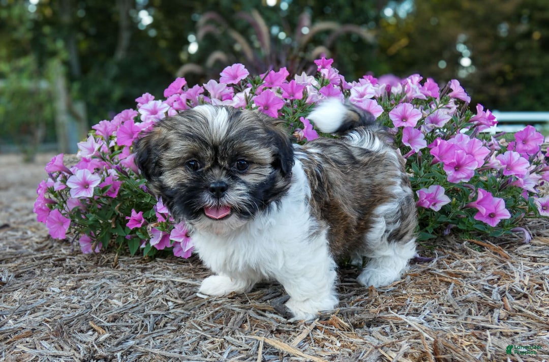Shih Tzu dogs for sale: Rocky - Image 4