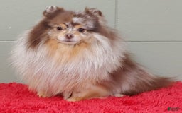 Pomeranian dogs for sale: Santiago - Image 2