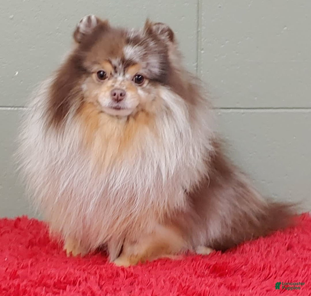 Pomeranian dogs for sale: Santiago - Image 2