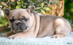 French Bulldog dogs for sale: Margo - Image 3