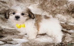 Teddy Bear dogs for sale: Tommy - Image 6