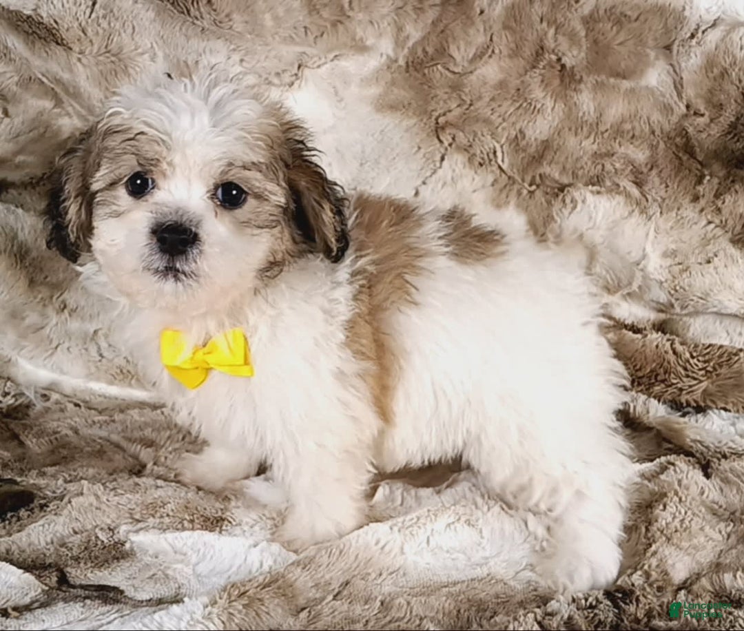 Teddy Bear dogs for sale: Tommy - Image 6