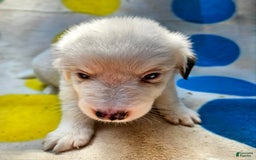 Border Collie dogs for sale: Grace - Image 8
