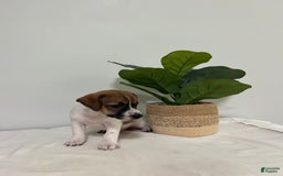 Jack Russell Terrier dogs for sale: Bella - Image 1