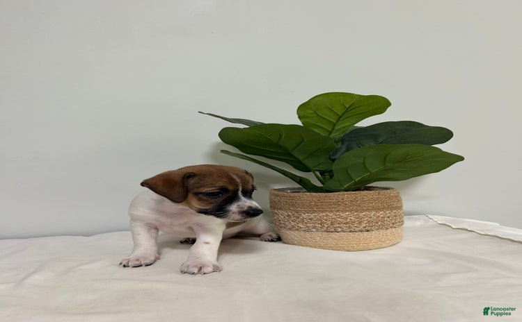 Jack Russell Terrier dogs for sale - Ad 3
