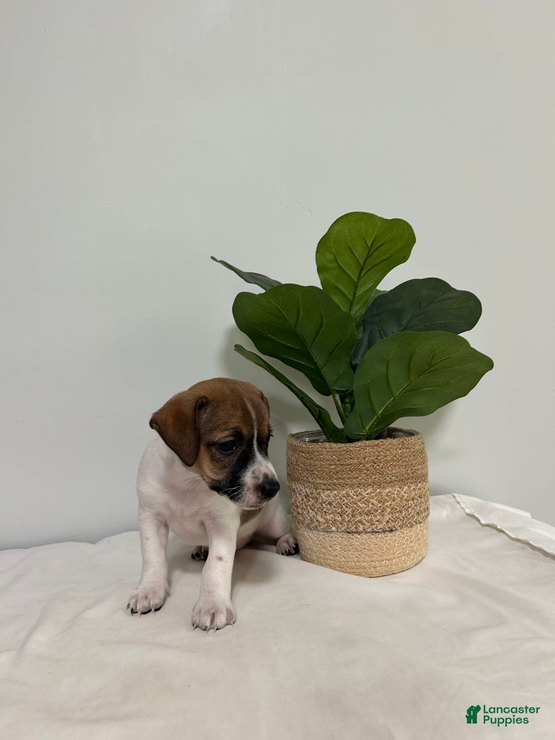 Jack Russell Terrier dogs for sale: Bella - Image 1