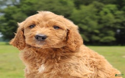 Irish Doodle dogs for sale: Vallen - Image 1