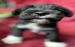 Miniature Schnauzer dogs for sale: Junie - Image 3