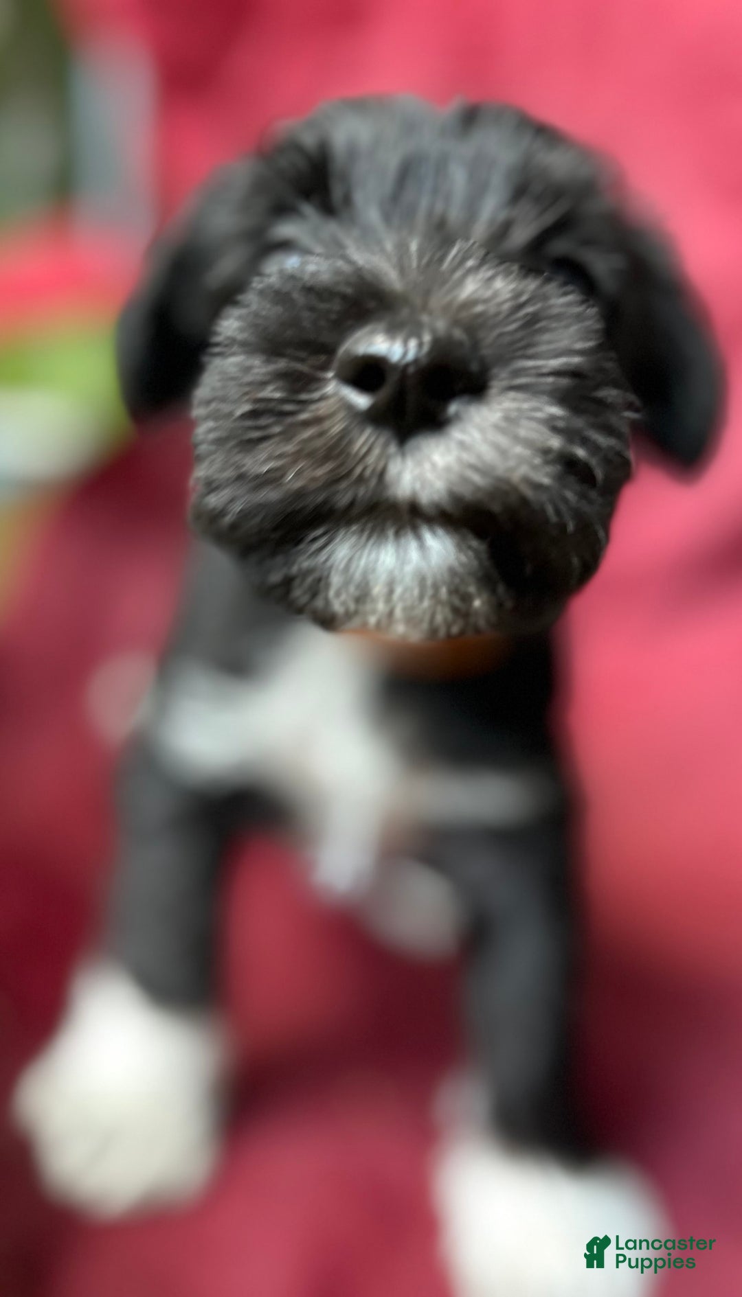 Miniature Schnauzer dogs for sale: Junie - Image 3