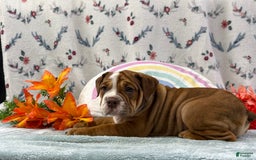 English Bulldog dogs for sale: Kayla 6830 - Image 4