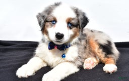 Miniature Australian Shepherd dogs for sale: Tundra - Image 5