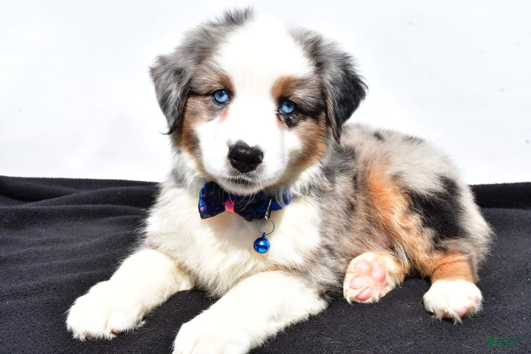 Miniature Australian Shepherd dogs for sale: Tundra - Image 5