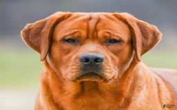 Labrador Retriever dogs for sale: Black Collar Girl - Image 4