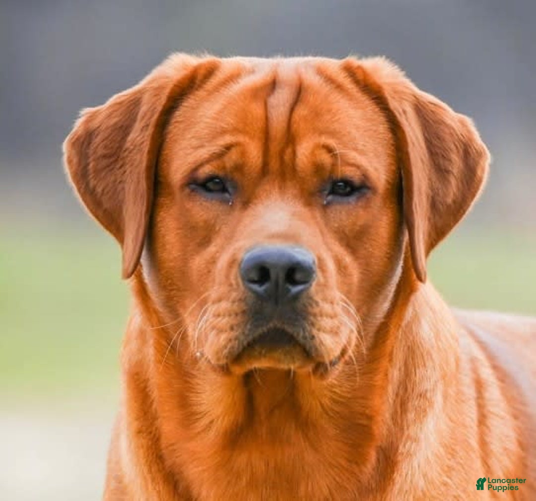 Labrador Retriever dogs for sale: Black Collar Girl - Image 4