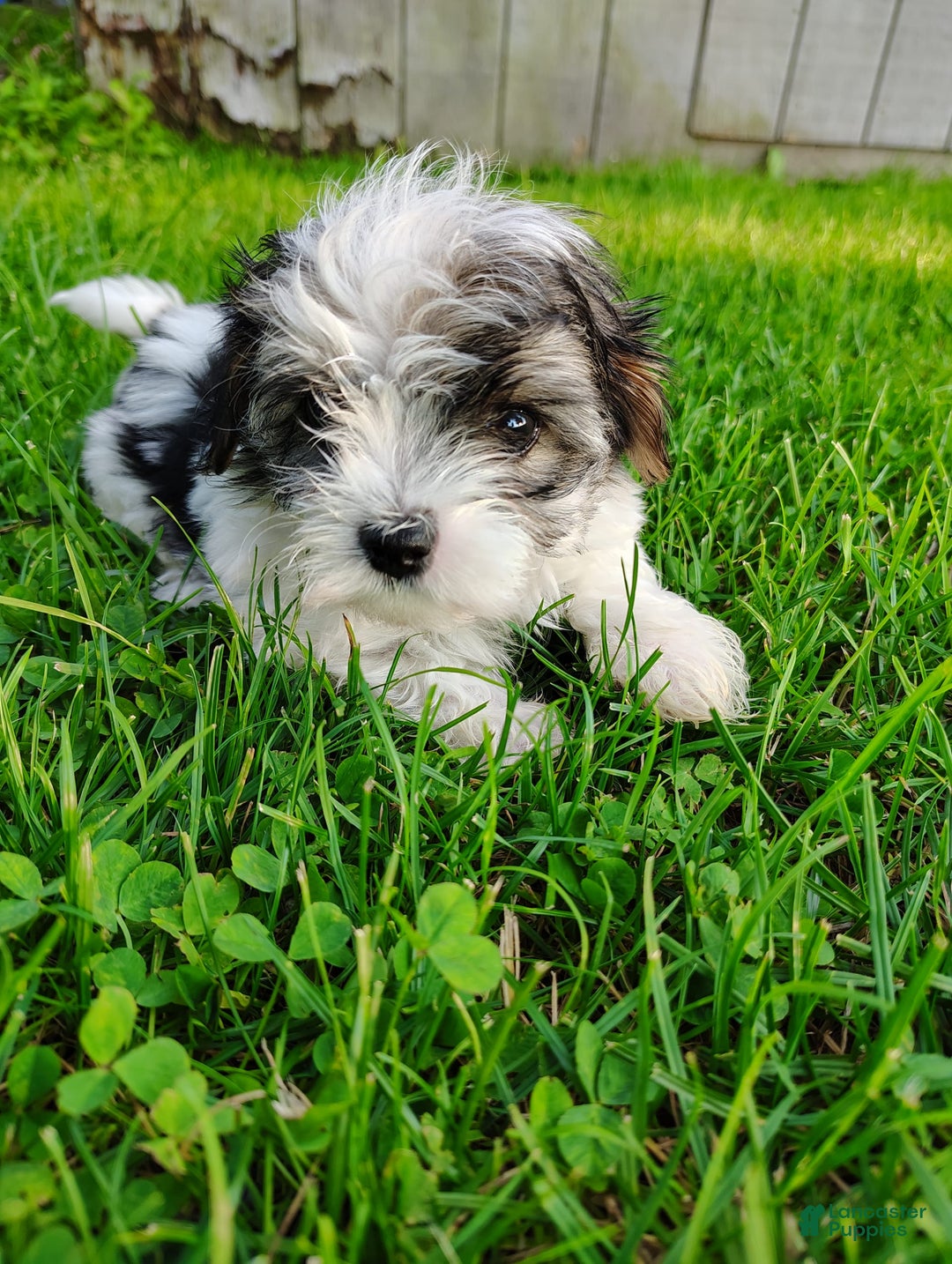 Morkie dogs for sale: Pokey - Image 13