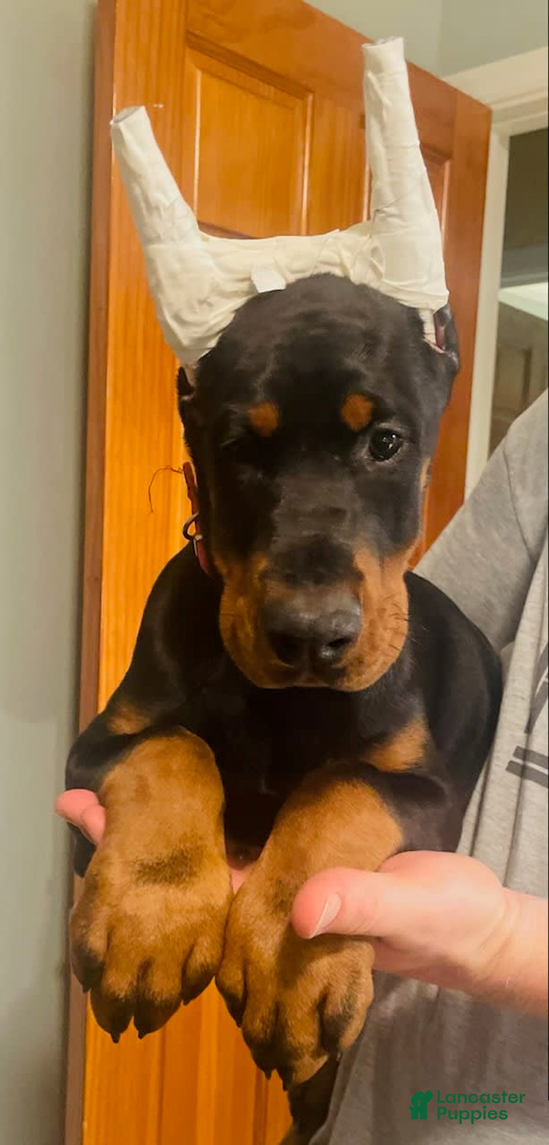 Doberman Pinscher dogs for sale: Storm. Red Collar Female - Image 1