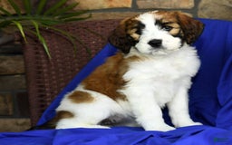 Saint Berdoodles dogs for sale: Diva - Image 3