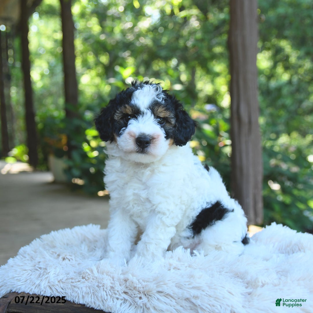 Miniature Poodle dogs for sale: Lenny - Image 1