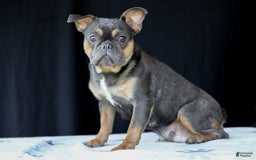 French Bulldog dogs for sale: Wendy - Image 9