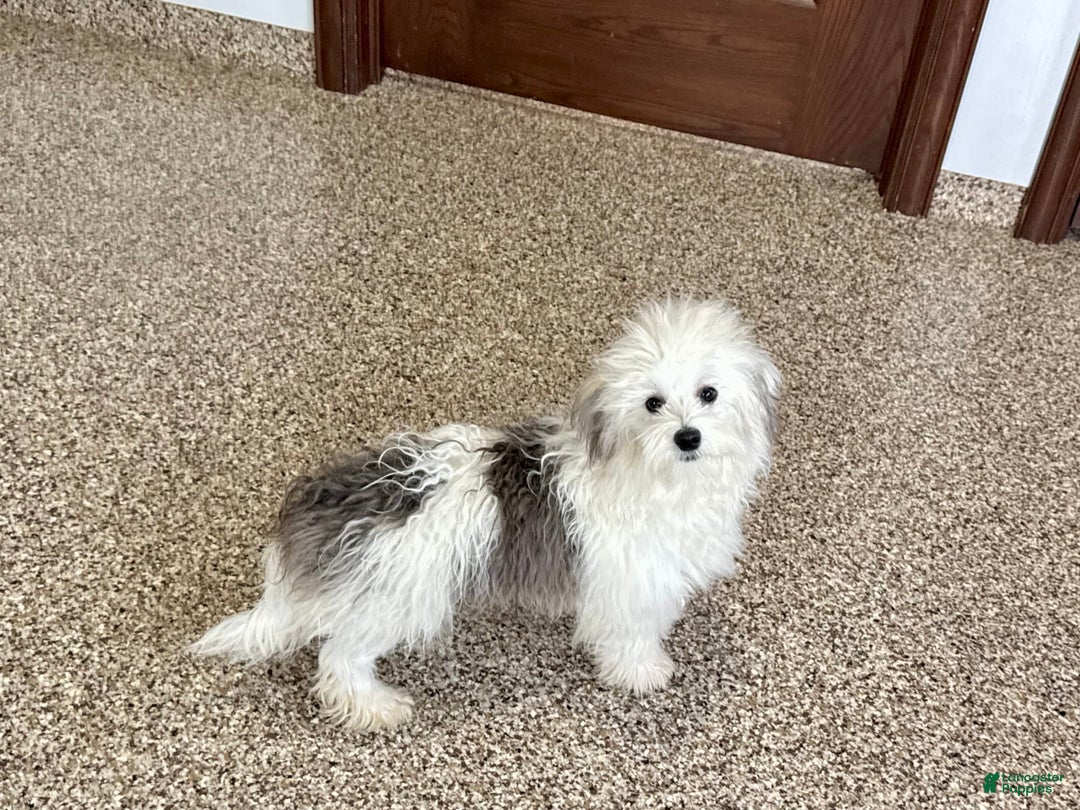 Coton De Tulear dogs for sale: Romeo - Image 6