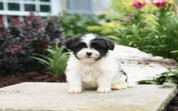 Malshi dogs for sale: Moose Tracks - Image 1