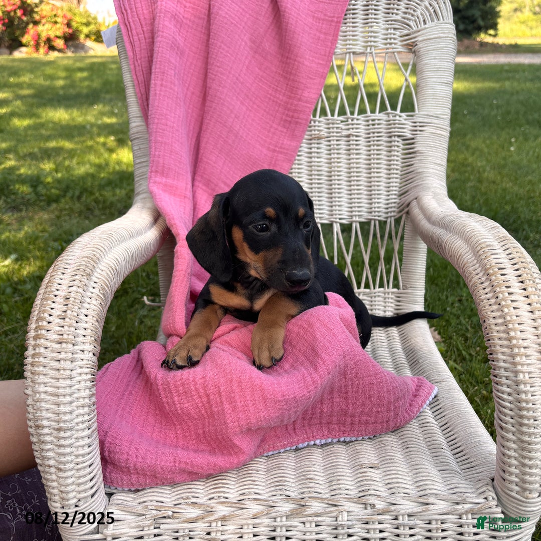 Miniature Dachshund dogs for sale: Matt - Image 5