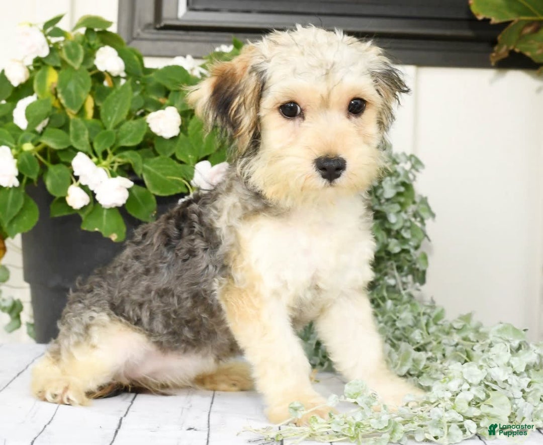 Yochon dogs for sale: Rosie - Image 1