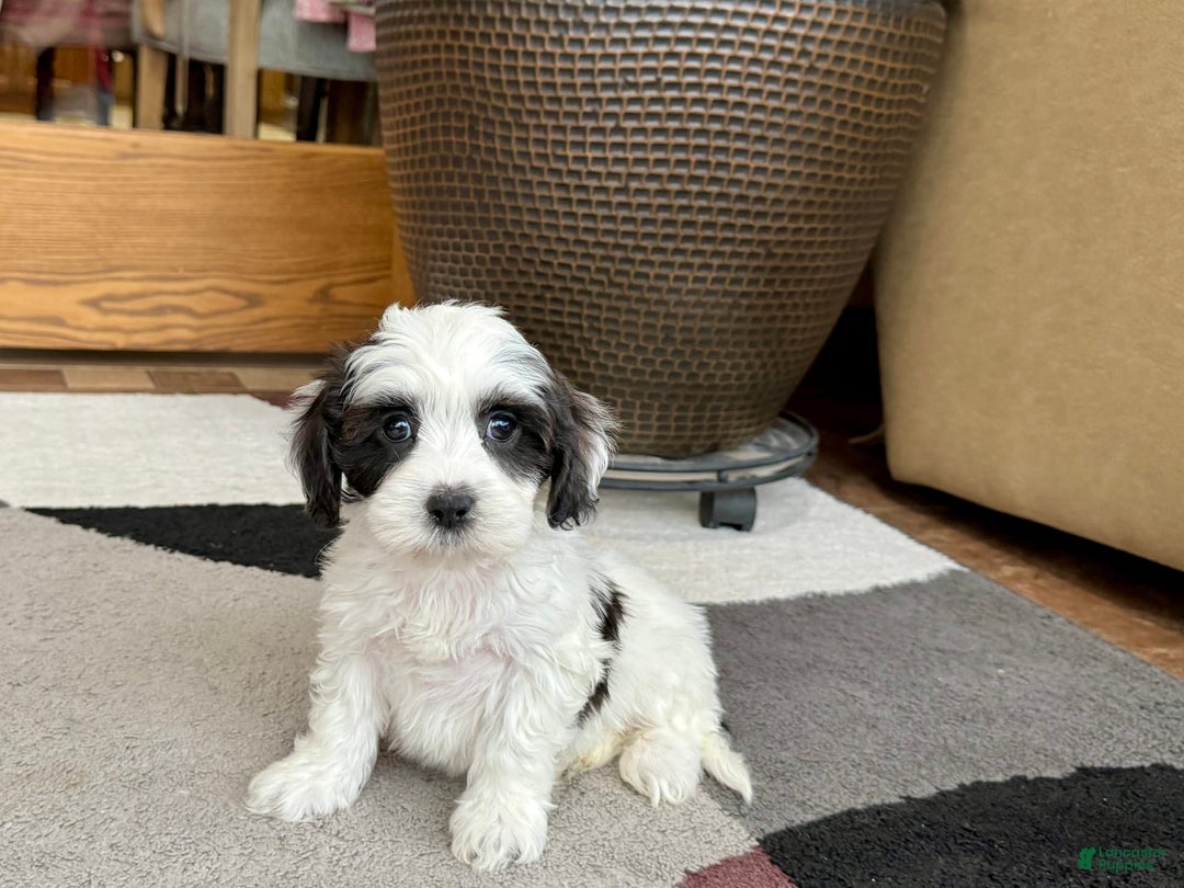 Havanese dogs for sale: Katie - Image 4