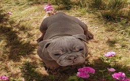 English Bulldog dogs for sale: Lyla - Image 7