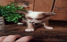 Chinese Crested dogs for sale: Chewy - Image 4