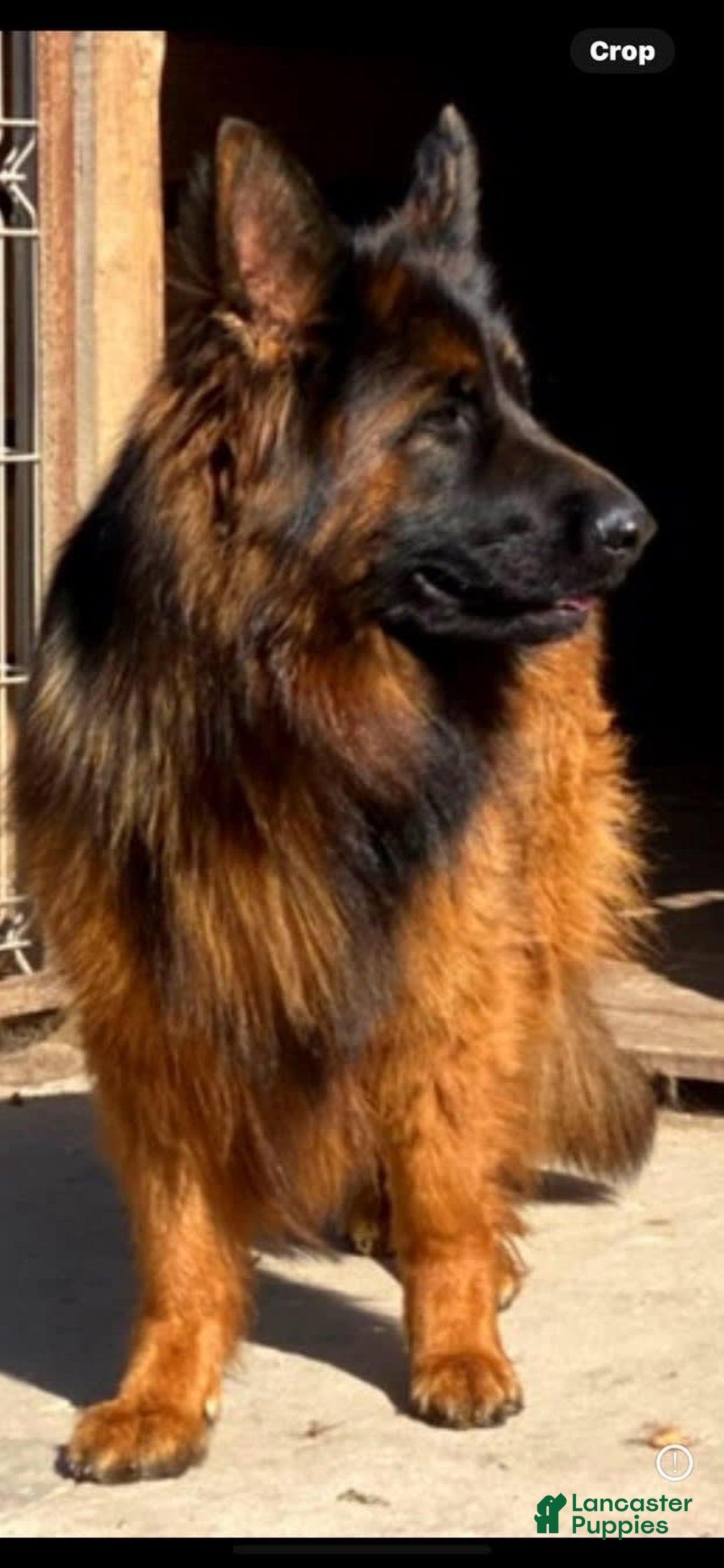 German Shepherd dogs for sale: Rubi - Image 4