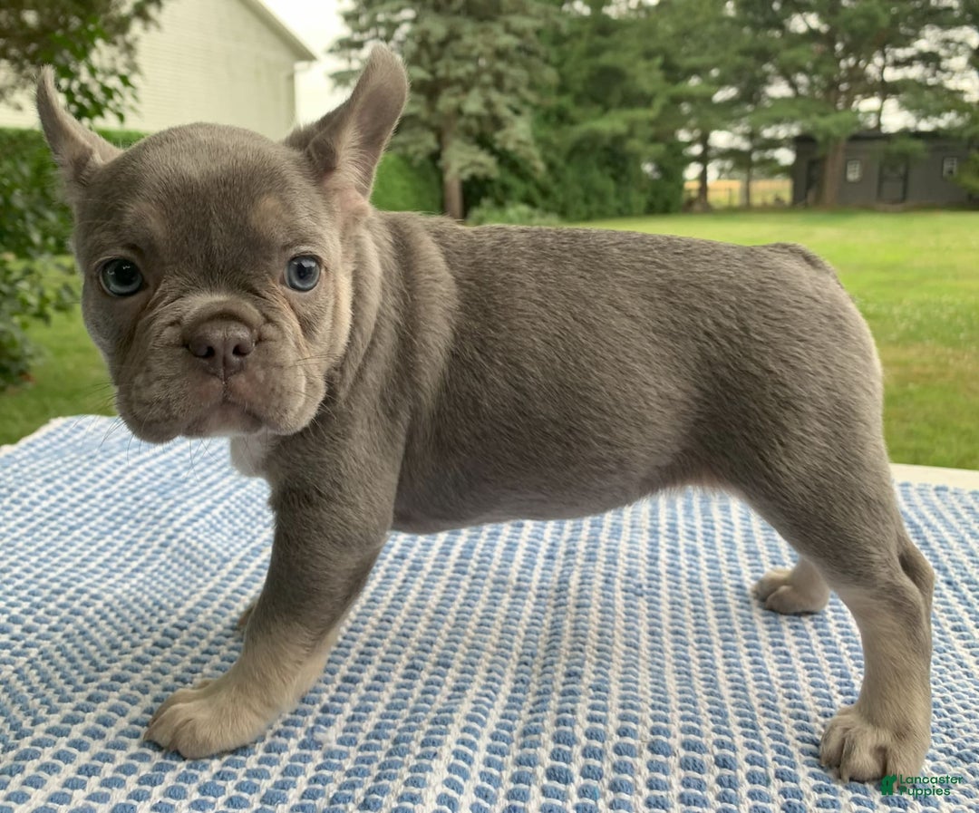 French Bulldog dogs for sale: Adele - Image 4