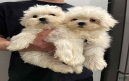 Maltese dogs for sale: Ryan - Image 3