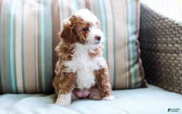 Mini Aussiedoodle dogs for sale: Cora - Image 2