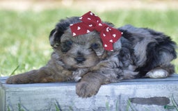 Yorkiepoo dogs for sale: Pluto - Image 13