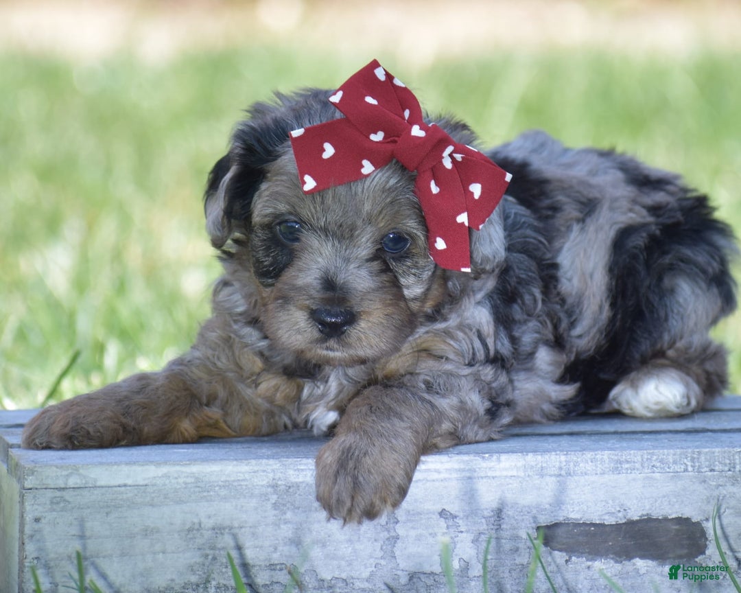 Yorkiepoo dogs for sale: Pluto - Image 13