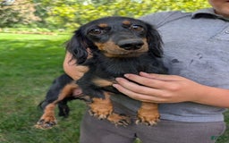 Chihuahua dogs for sale: Nova - Image 10