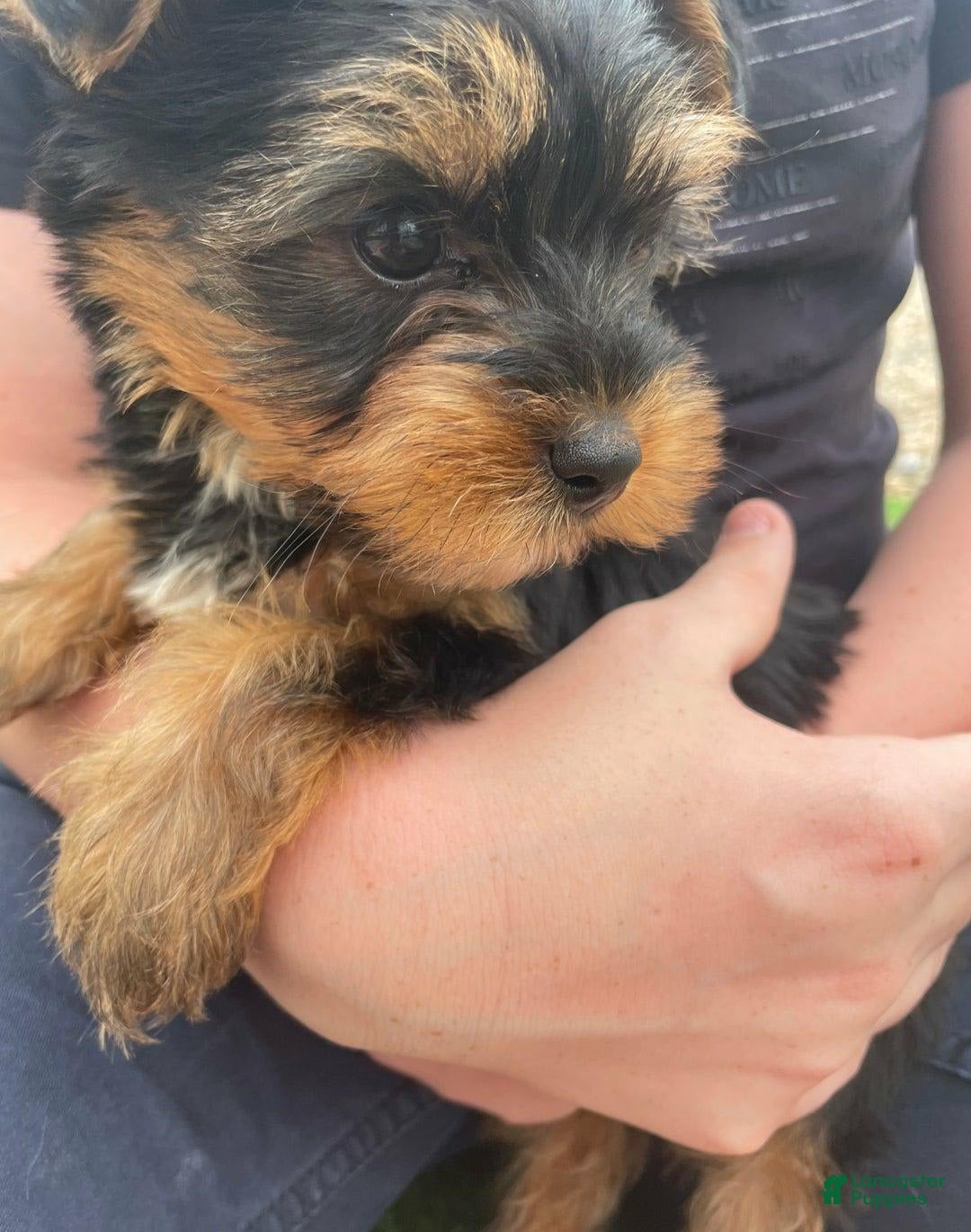 Yorkshire Terrier dogs for sale: Lena - Image 4