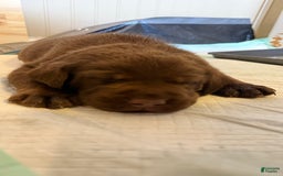 Labrador Retriever dogs for sale: Labrador Retriever 3 puppies - Image 11
