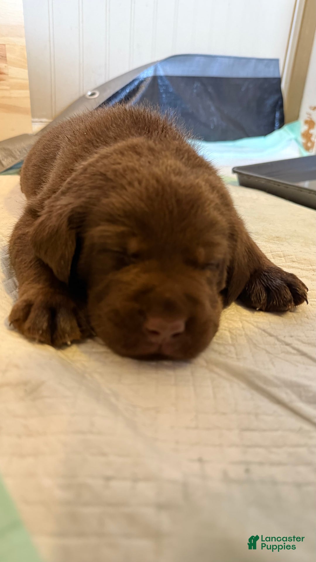 Labrador Retriever dogs for sale: Labrador Retriever 3 puppies - Image 11