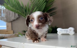 Dachshund dogs for sale: Colorado - Image 4