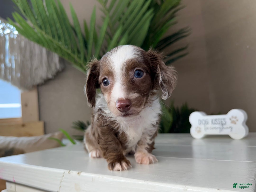 Dachshund dogs for sale: Colorado - Image 4