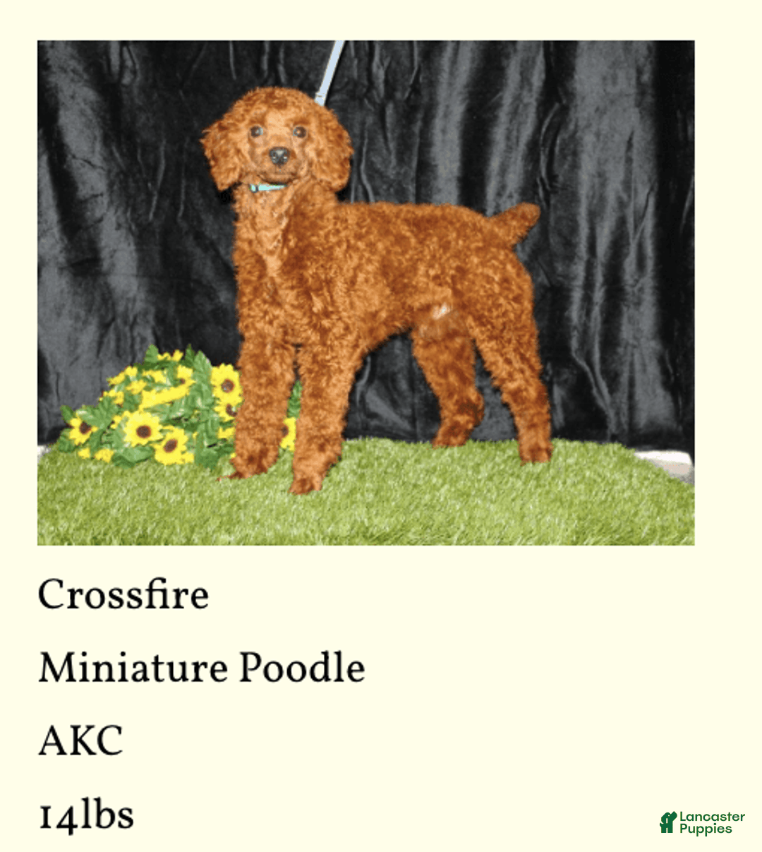 Miniature Poodle dogs for sale: Velcro - Image 13
