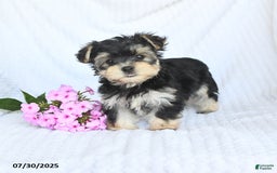 Morkie dogs for sale: Maisy - Image 5